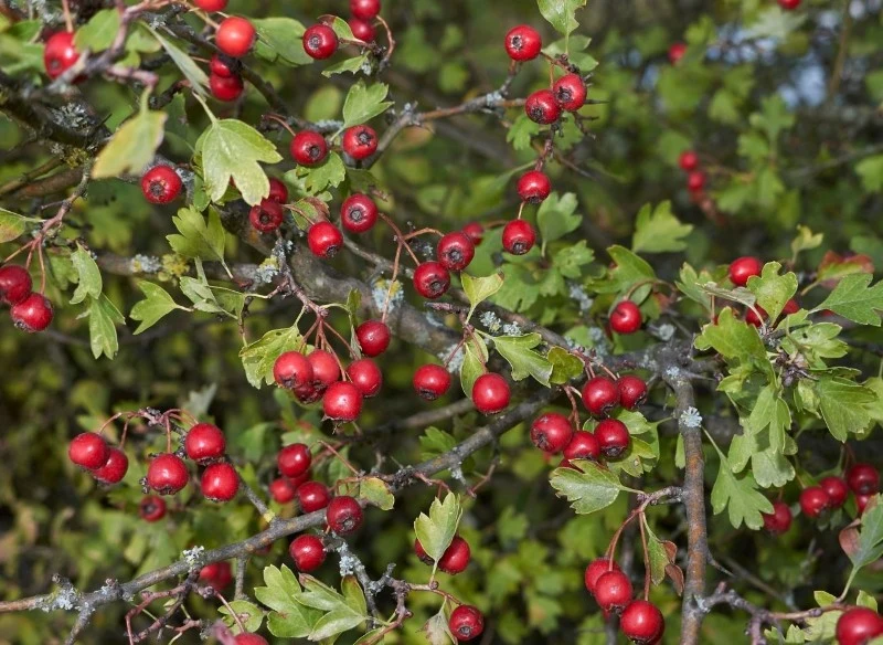 Głóg jest doskonałym wyborem na żywopłot na słońcu