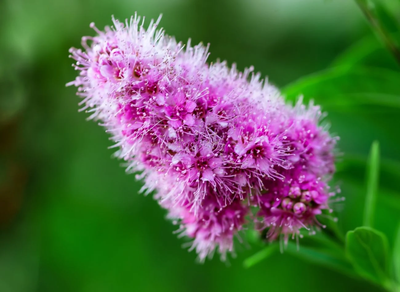 Kwiaty tawuły "Billarda' mają wzniesiony, stożkowaty pokrój.