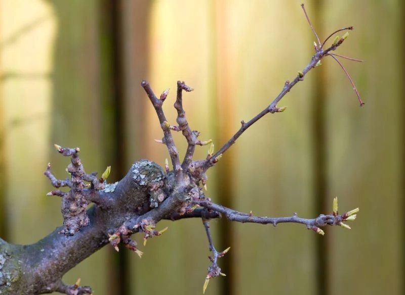 Najlepszy moment na oprysk olejowy przypada na czas rozwoju pąków i pojawienie się "mysich uszek"