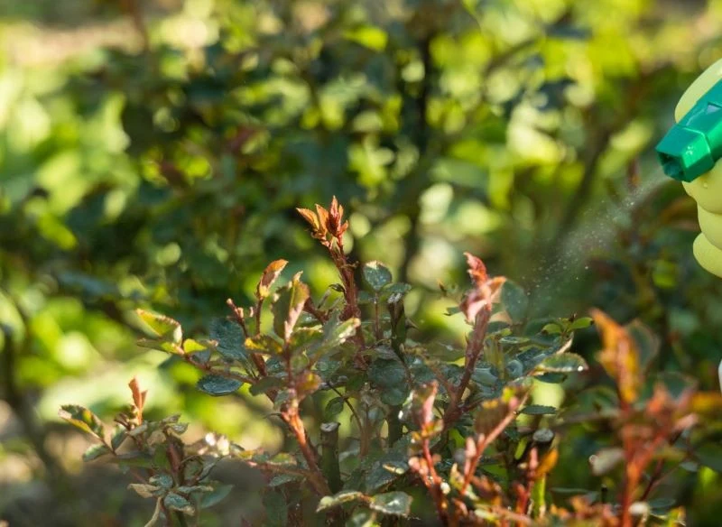 Oprysk olejowy jest skuteczny również dla niektórych krzewów ozdobnych