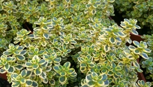 Pachnie cytryną i idealnie zadarnia ogród. Siew i uprawa macierzanki cytrynowej