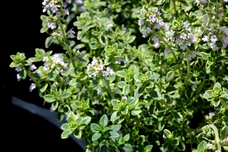 Macierzanka cytrynowa z powodzeniem wypełni wszelkie szczeliny i puste przestrzenie