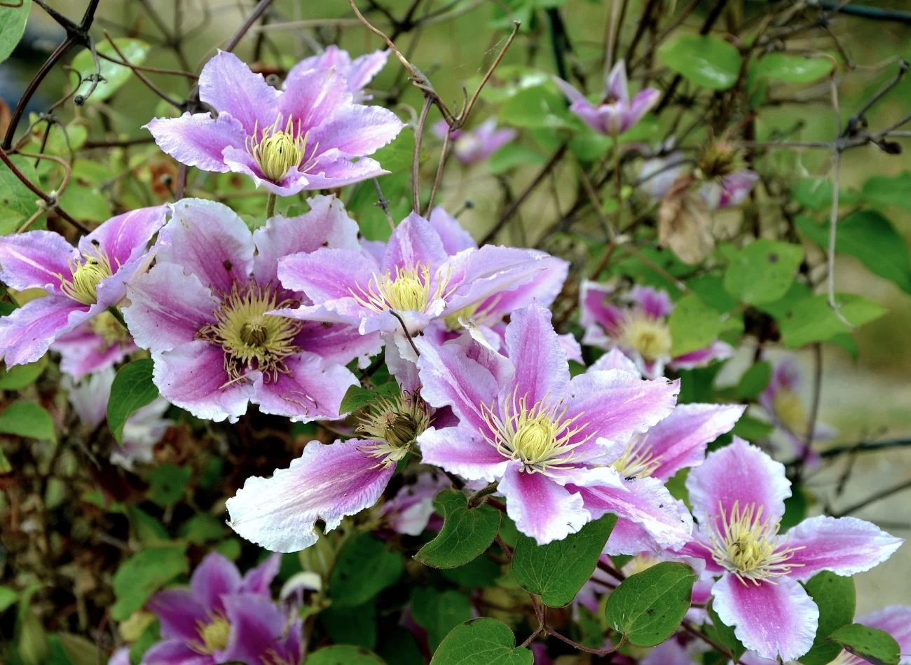 Umiejętne przycinanie powojników w odpowiednim czasie pobudza roślinę do kwitnienia.