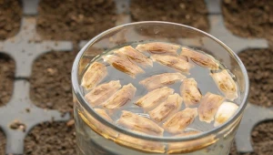 Na czym polega zaprawianie nasion? To zabieg, który łatwo wykonasz w domu i który ma szansę ochronić wysiewany materiał przed patogenami.