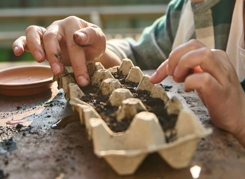 Przygotowana rozsada z zaprawionych nasion lepiej rośnie, jest odporna na patogeny glebowe i zwykle nawet niepotrzebne jest przerywanie, bo siewki ...