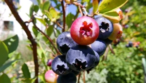 Co sadzić przy borówce amerykańskiej, by lepiej owocowała?