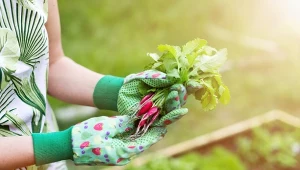 Wiosną najlepiej sprawdzają się te gatunki, które dobrze znoszą chłodniejsze temperatury, takie jak rzodkiewka