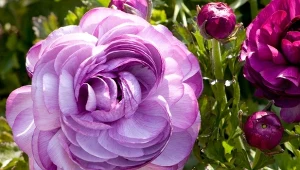 Jak uprawiać jaskry - ciekawe odmiany i pilęgnacja