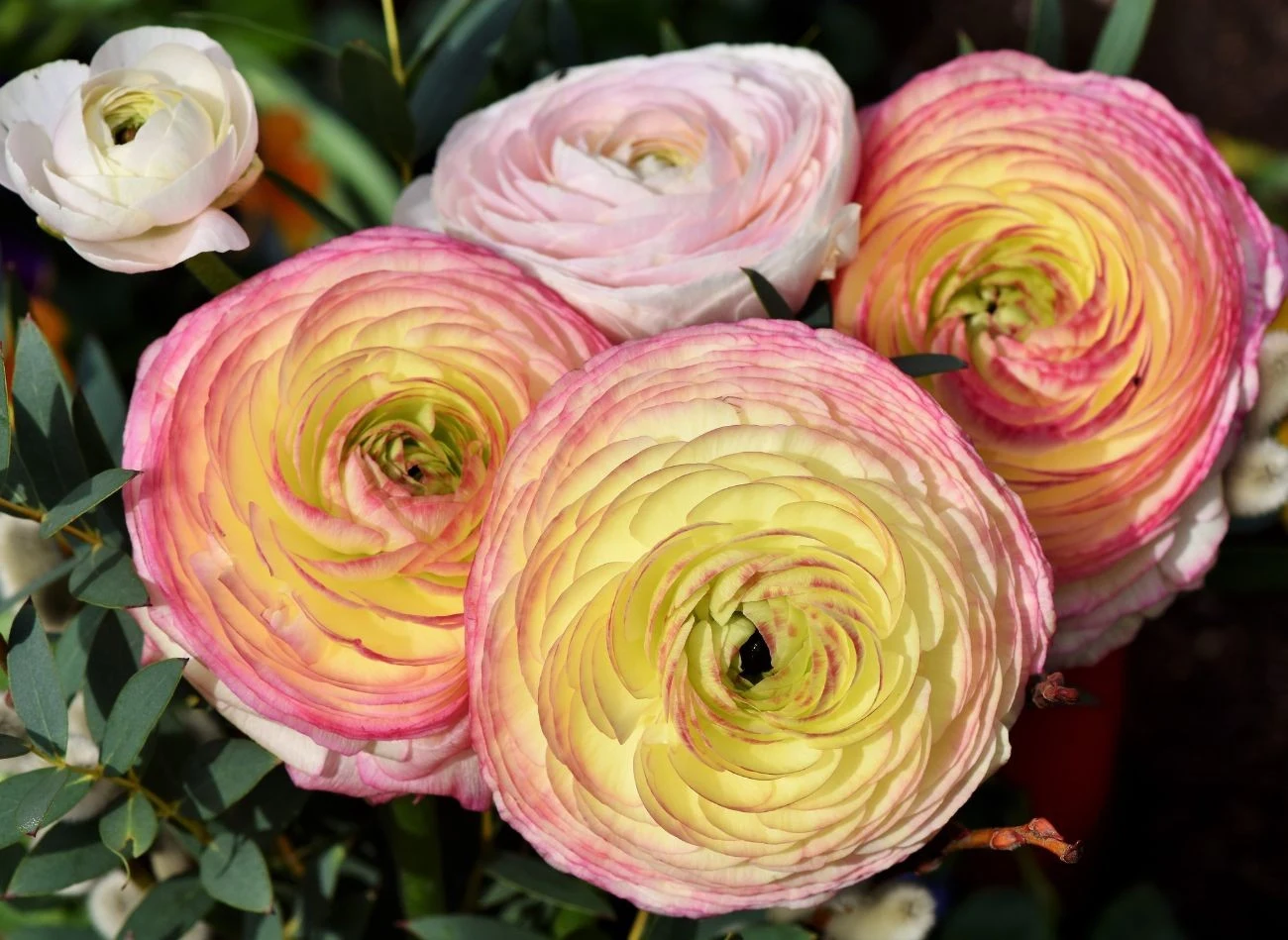 Jaskry azjatyckie do złudzenia przypominają róże lub miniaturowe piwonie.