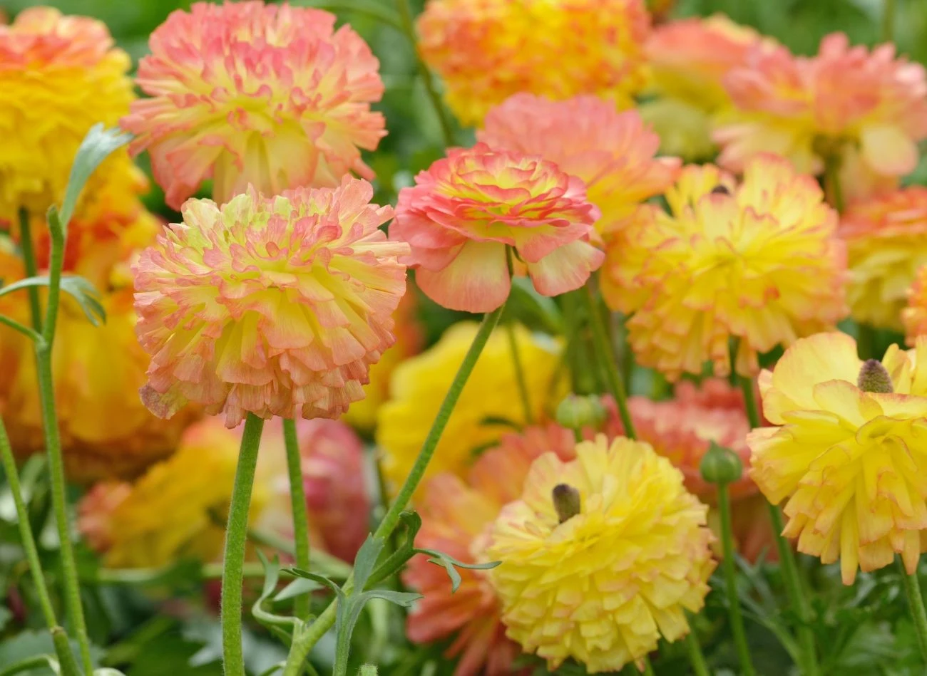Jaskry nie lubią ani przesuszenia, ani przelania. A to częsty błąd w ich uprawie.