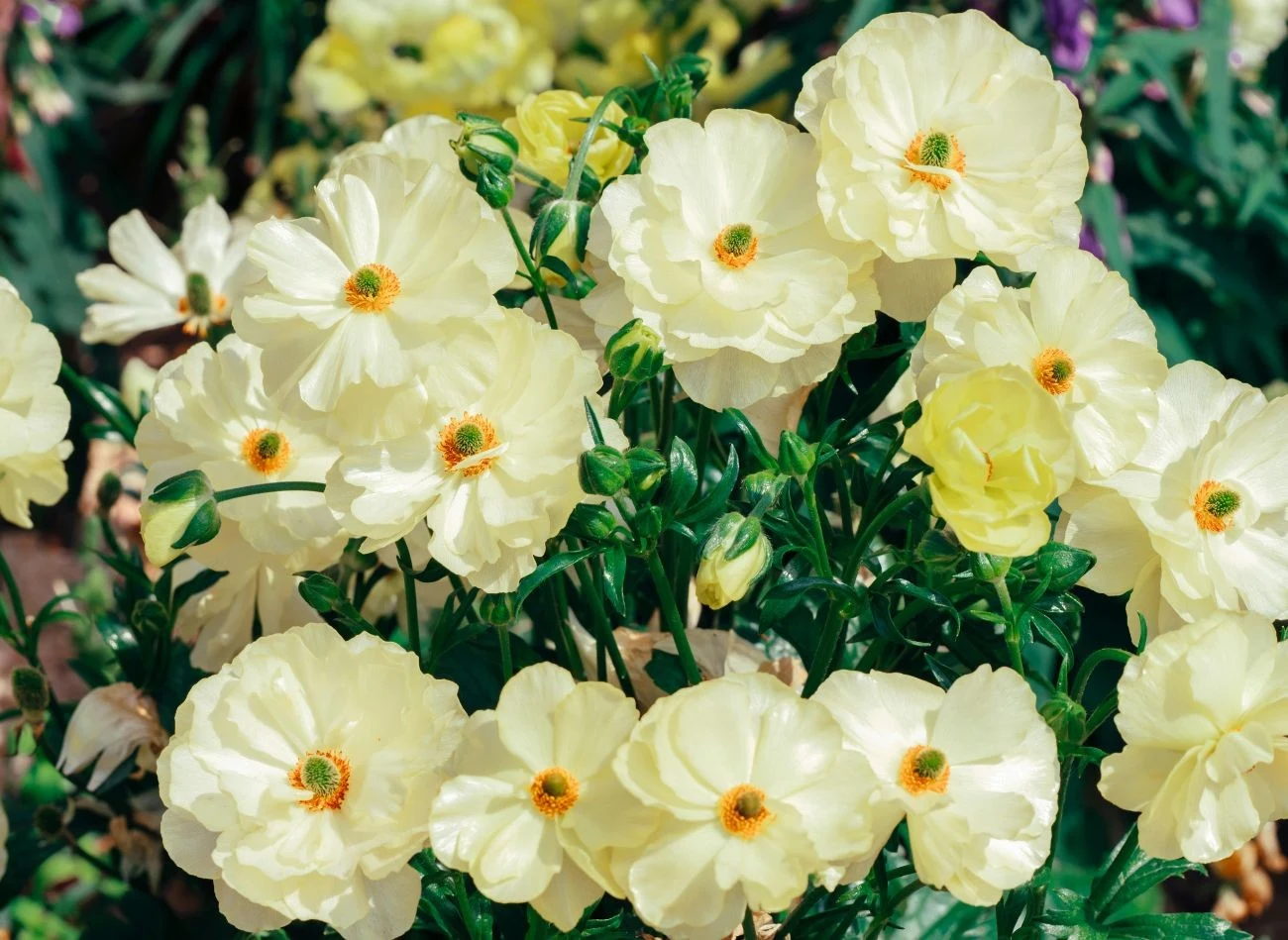 Jaskry należy zacząć nawozić już od wiosny.