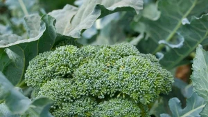 Uprawa brokułów z rozsady to najprostszy sposób na wczesny zbiór naprawdę dorodnych warzyw. Jak ją poprowadzić?