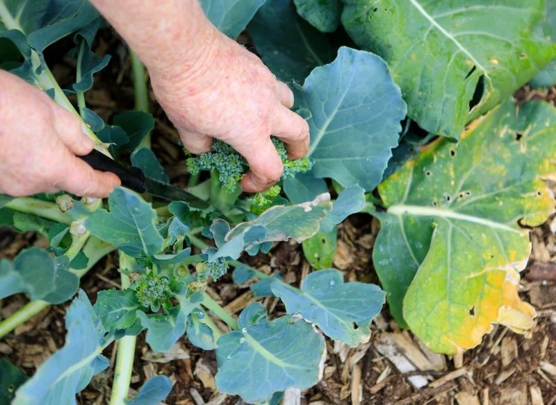 Po wycięciu głównej róży po bokach wyrastają kolejne - mniejsze, ale równie smaczne