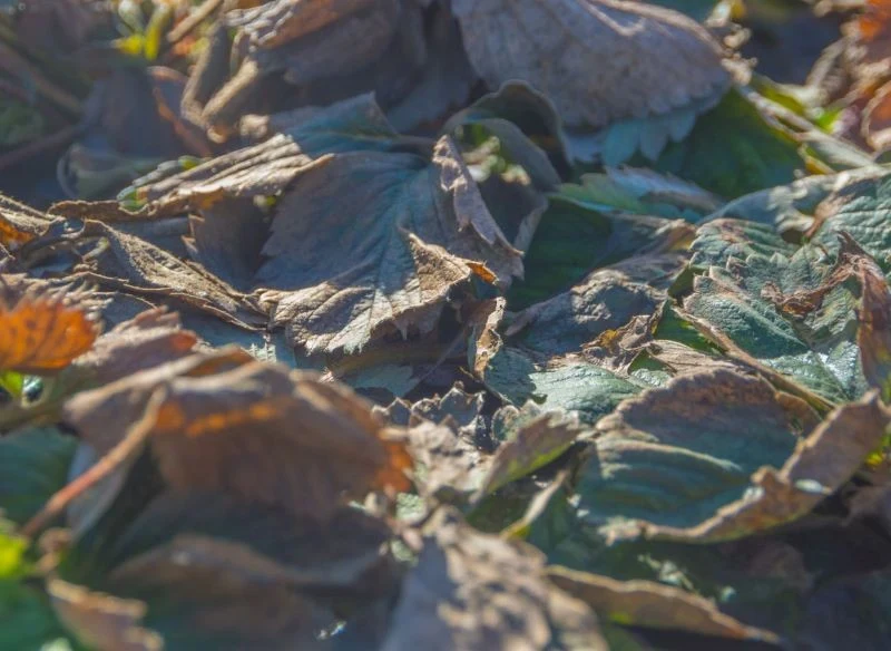 Po zimie koniecznie wygrab martwe resztki roślinne spomiędzy roślinek