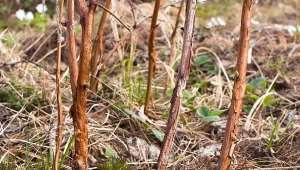 W ramach wiosennego cięcia malin trzeba usunąć wszystkie pędy uszkodzone przez mróz, połamane lub porażone chorobami.