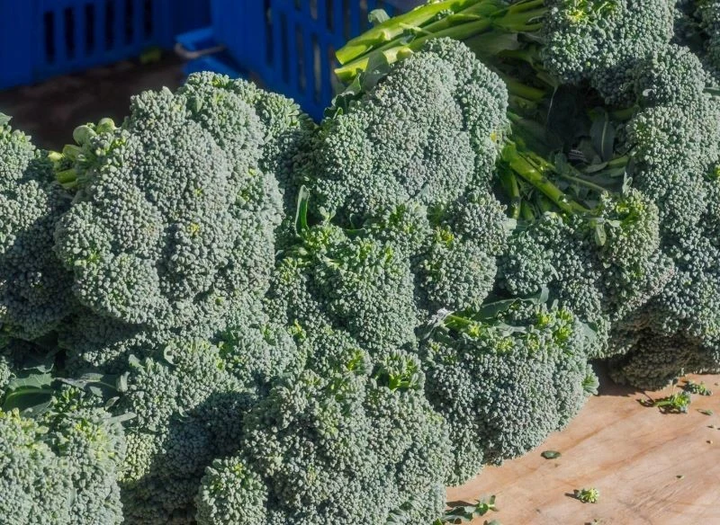 Po zbiorze nowe, smaczne brokuły odmian wczesnych nadają się m