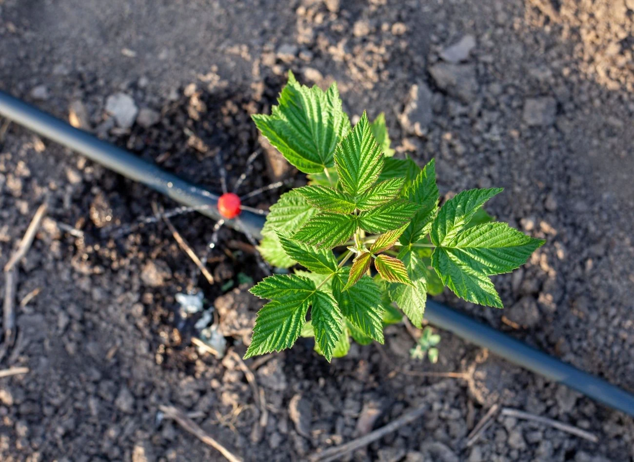 Ze względu na płytki system korzeniowy maliny szybko reagują na brak wody, ale źle znoszą jej nadmiar.