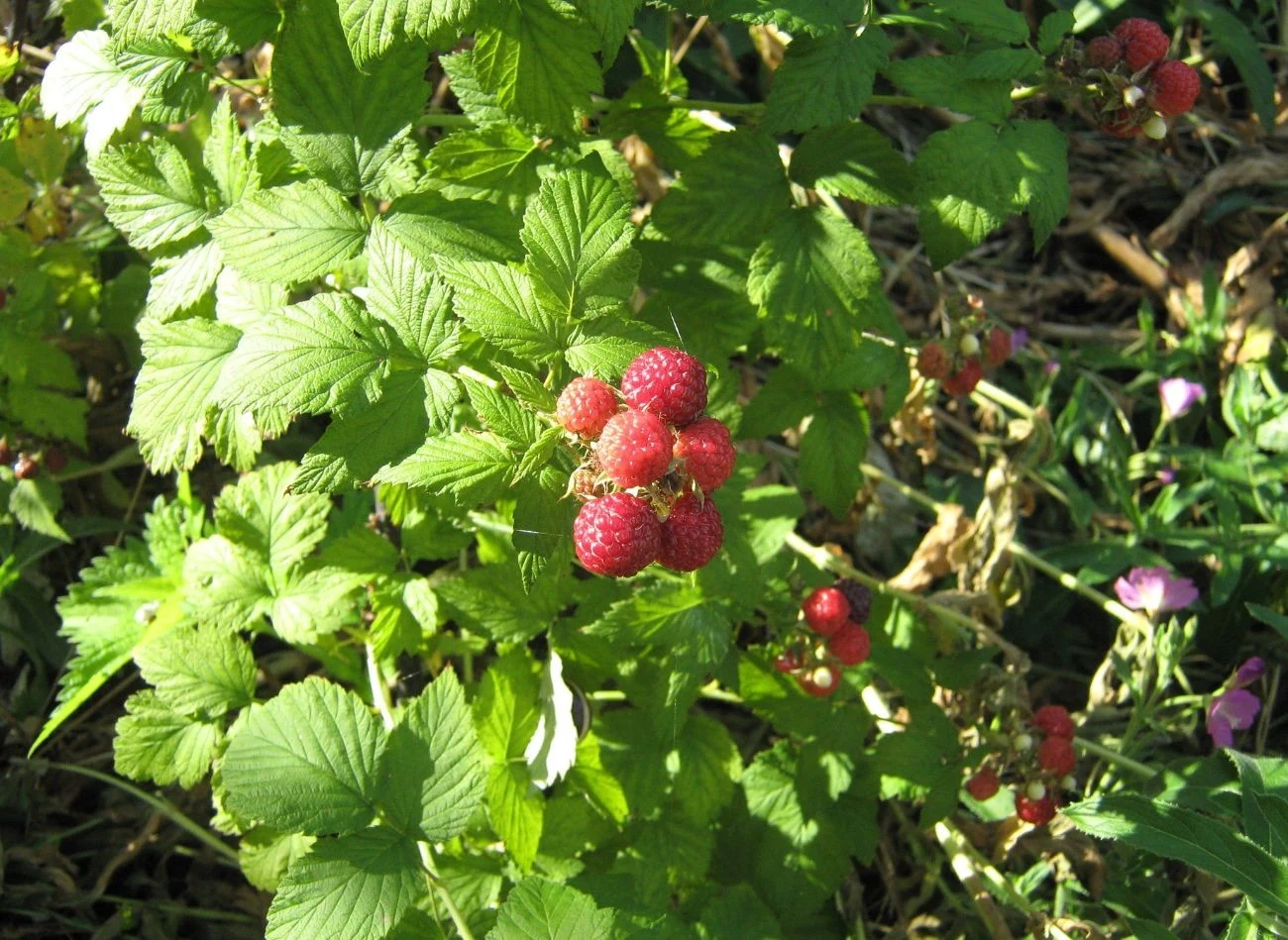 Po przycięciu, żeby maliny dobrze owocowały, trzeba je wspomóc nawozem.