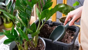Rośliny doniczkowe po zimie wymagają szczególnej opieki. Co zrobić, by zapewnić im jak najlepsze warunki?