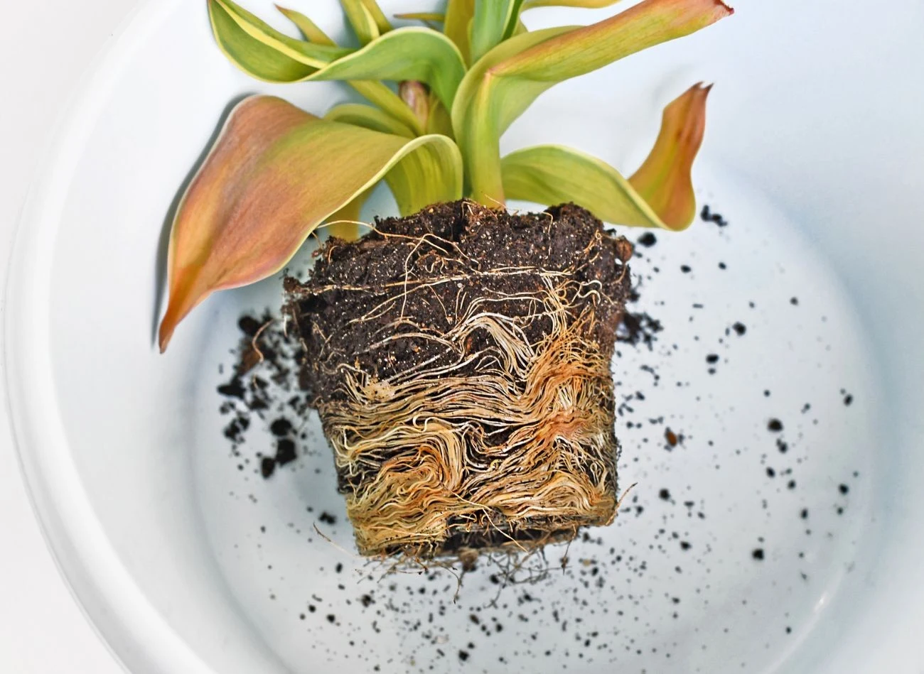 Po wyjęciu rośliny ze starej doniczki warto oczyścić jej korzenie z resztek starego podłoża, a także je rozplątać.