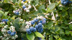 Po co zakwaszać ziemię pod borówkę amerykańską? Dzięki zachowaniu optymalnego pH podłoża będzie lepiej rosnąć i znacznie mocniej owocować.