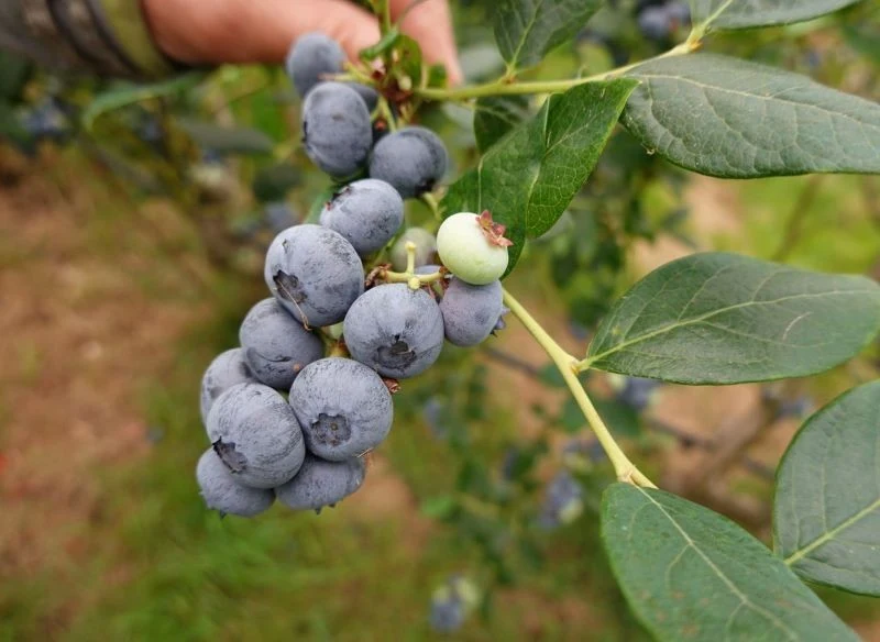 Na odpowiednio zakwaszanej glebie borówki wydają większe owoce, samo owocowanie jest regularne, a krzaczki zachowują dobrą kondycję, dzięki czemu ł...