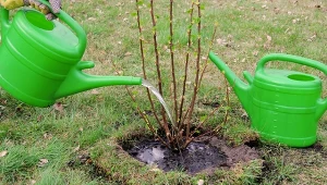 Nornice wyniosą się z ogrodu. Wystarczy posadzić ten krzew.