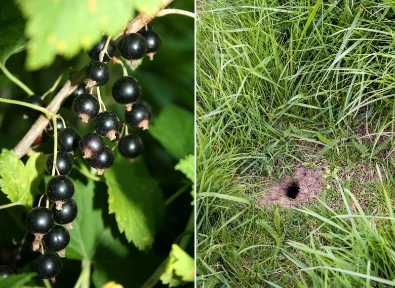 Czarna porzeczka działa na nornice odstraszająco