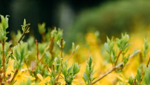 Forsycje można sadzić  na wiosnę lub pod koniec lata, pamiętając o ważnych zasadach.