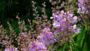 Przycinanie roślin na wiosnę stymuluje bujniejszy wzrost, ale myląc terminy łatwo im zaszkodzić. Kiedy najlepiej ciąć krzewy ozdobne?