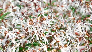 Obficie kwitnąca gillenia trójlistna to doskonała bylina na cieniste rabaty.