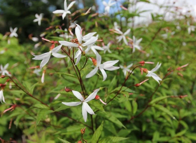 Z początku delikatna gillenia trójlistna wygląda niepozornie