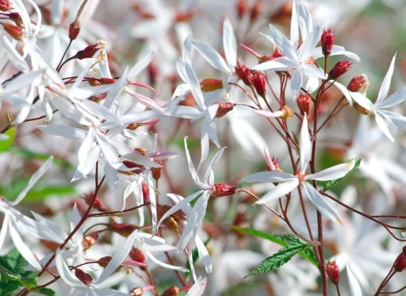 Gillenia trójlistna pięknie kwitnie nawet w cieniu