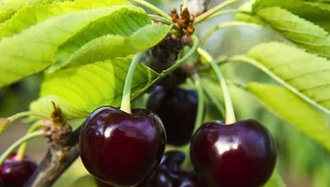 Odmiany czereśni odporne na robaki to najlepsze wyjście w uprawie. Zbierzesz ogrom zdrowych owoców.