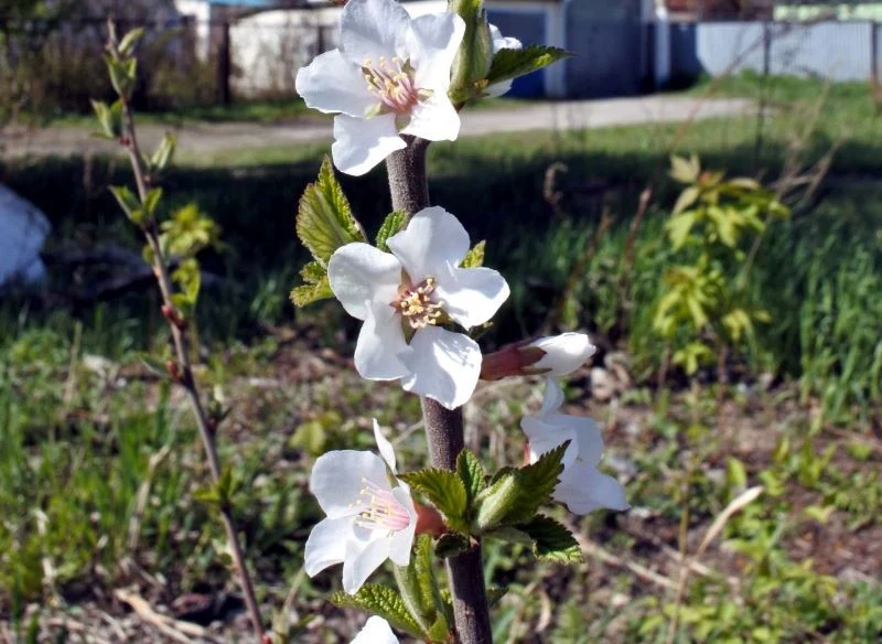 Wczesny okres owocowania to naturalna superwłaściwość czereśni, która zapewnia naturalną ochronę przed robaczywieniem