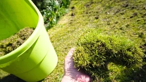 Mech na trawniku to problem każdego ogrodnika.