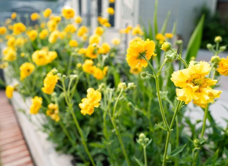 'Lady Stratheden' to efektowna odmiana kuklika chilijskiego o żółtych kwiatach