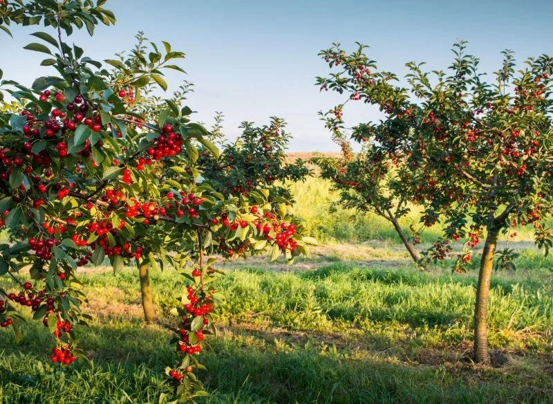 Obfite owocowanie czereśni to coś, na co czekamy, prowadząc przydomowe uprawy