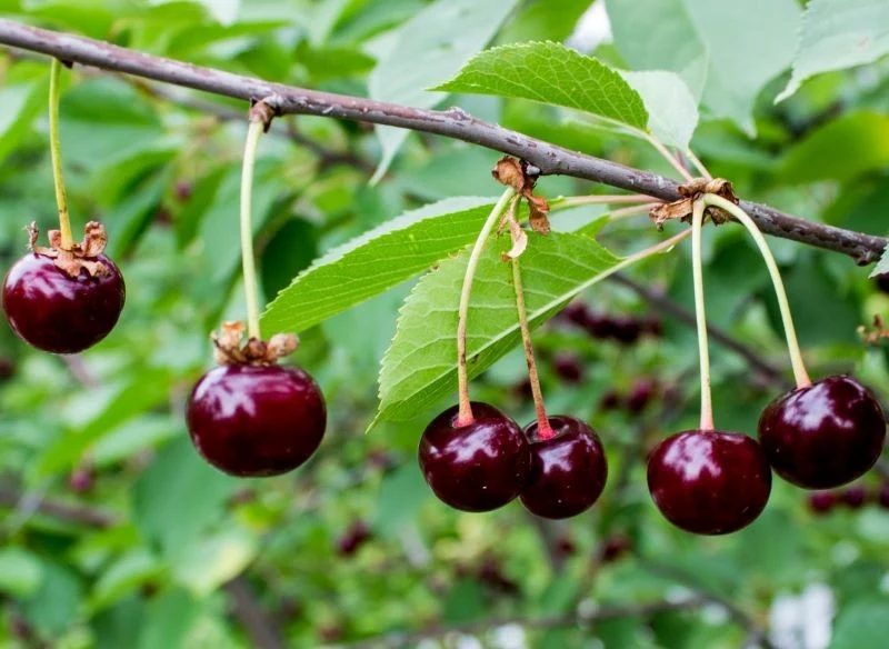 Niektóre odmiany wydają mniejsze owoce, ale mniejszy rozmiar nie szkodzi jakości - wciąż są soczyste, słodkie , a co najważniejsze nie ma w nich ro...