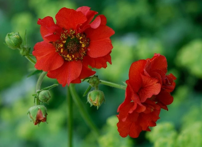 Usuwanie przekwitłych kwiatostanów sprawi, że kuklik chilijski będzie kwitł jeszcze dłużej