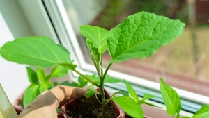 Siew i rozsada bakłażana to gwarancja udanej uprawy tego zdrowego warzywa.