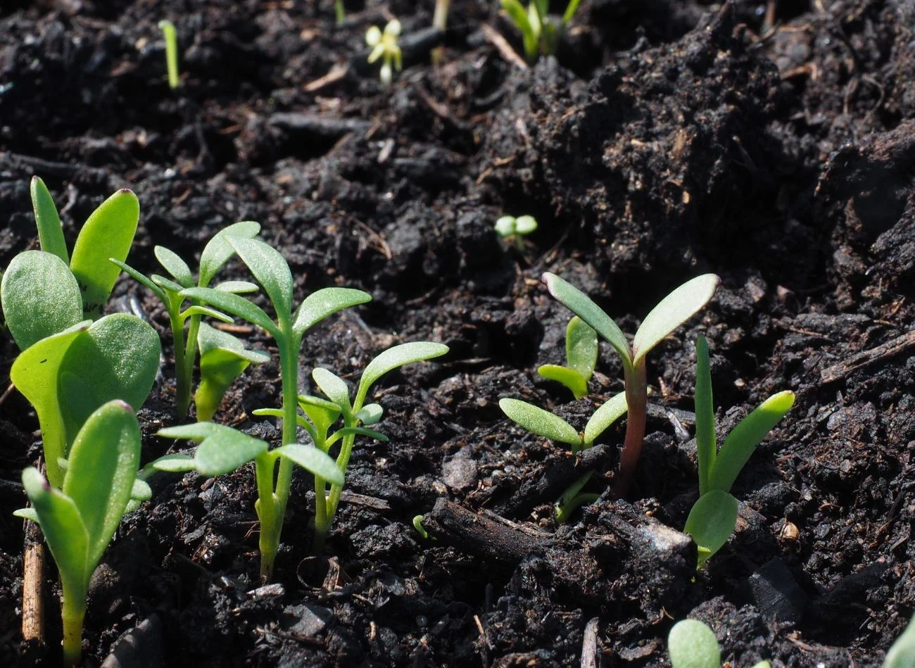 Nasiona bakłażana trzeba wysiewać punktowo, w żyznej, przekompostowanej ziemi.