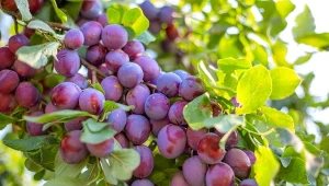 Jak przycinać śliwę na wiosnę?