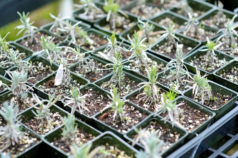 Sadzonki lawendy można wyhodować samodzielnie z nasion