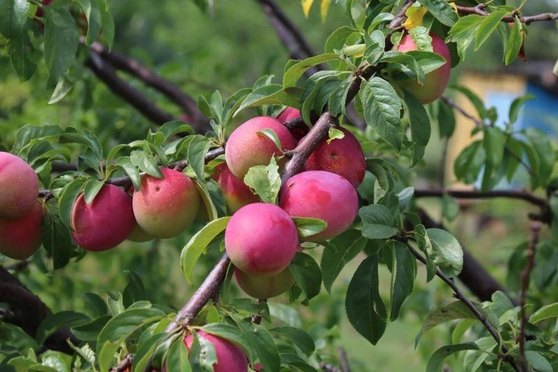 Termin cięcia śliwy zależy od jej odmiany