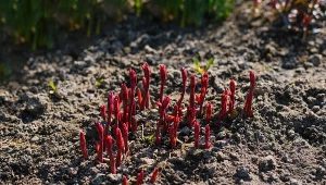 Doświadczeni ogrodnicy zalecają ten zabieg. To gwarancja bujnych i zdrowych piwonii