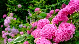 Jeśli chcesz, by hortensje bujnie kwitły przez całe lato, zawożeni zacznij już w marcu.