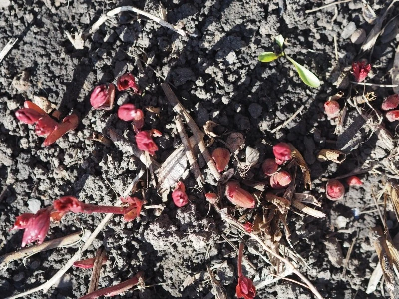 Na przedwiośniu podlej glebę wokół piwonii specjalnym roztworem