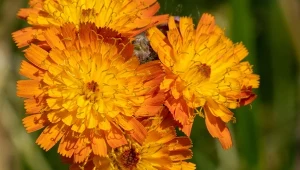 Na łąkowej rabacie posadź jastrzębiec pomarańczowy – mało wymagająca roślina wprowadzi energetyzujące kolory w subtelny, naturalny sposób.