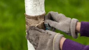 Wyjaśniamy, jak owijać drzewa owocowe opaskami z tektury falistej.